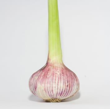 Garlic bulb isolated on white 