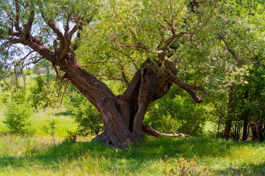 a beautiful old tree