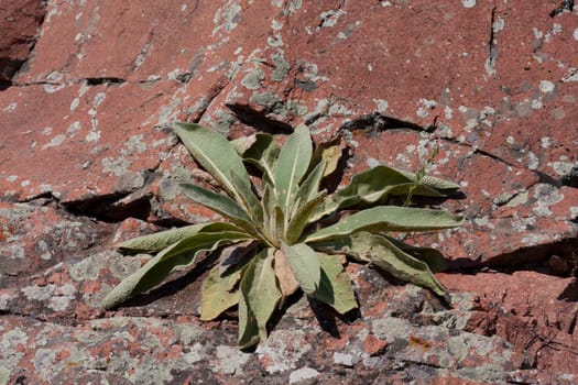 grass on red granite