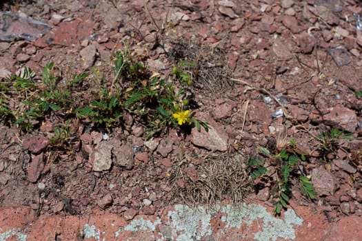 yellow flower on a red granite