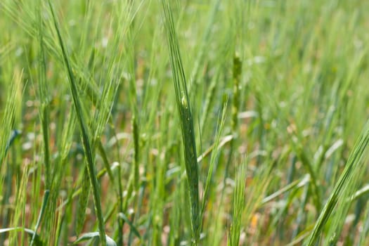 A closeup view of a full head of rye grain growing in a field. 