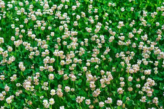 White clover (Trifolium repens) 