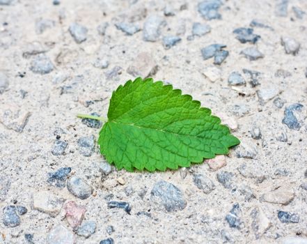 green leaf from a tree on a stone background