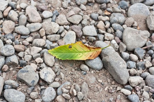 leaf from a tree on the rocks