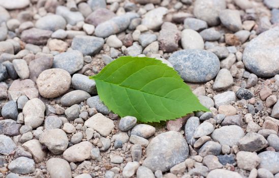 leaf from a tree on the rocks