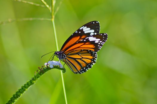 close up ofbeautiful butterfly in the garden