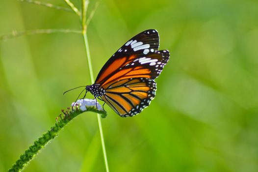 close up ofbeautiful butterfly in the garden