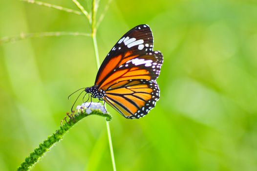 close up of beautiful butterfly in the garden