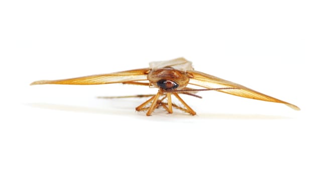 cockroach spread their wings
