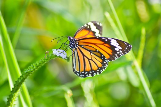 close up of beautiful butterfly in the garden