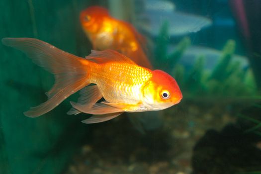 Gold oranda goldfish in an aquarium 