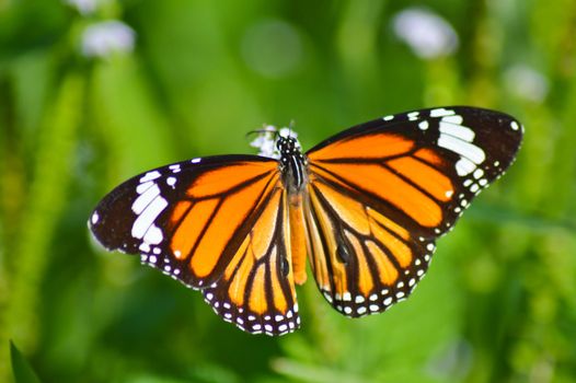 close up of beautiful butterfly in the garden