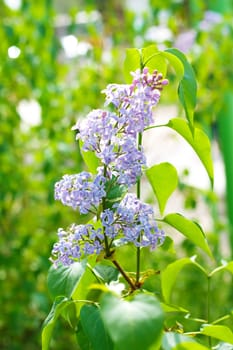 lilacs on the nature