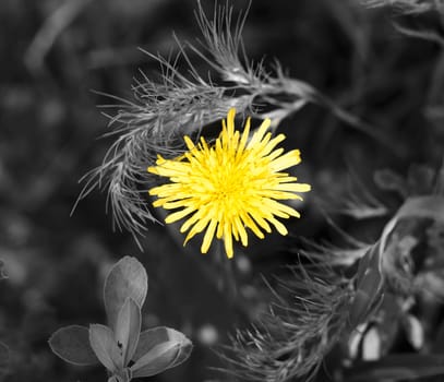 yellow dandelion in black and white grass