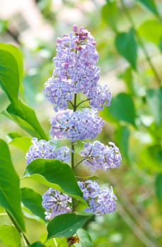 lilacs on the nature