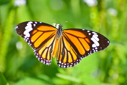 close up of beautiful butterfly in the garden