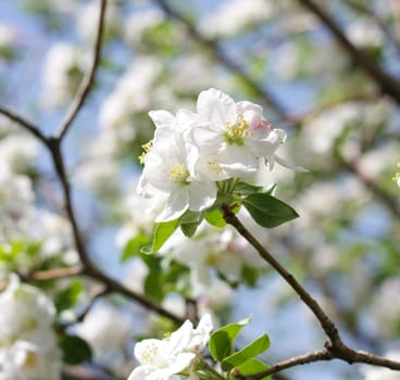 apple flowers 