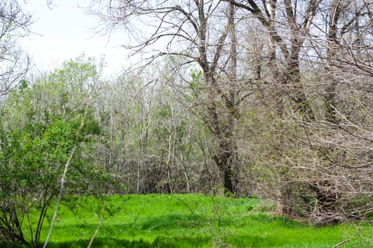 Forest Spring
