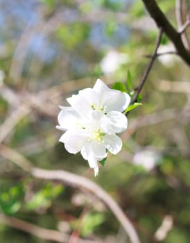 apple blossom