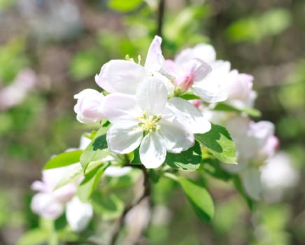 apple blossom