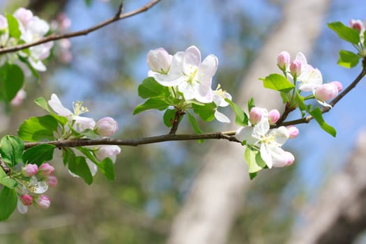 apple blossom