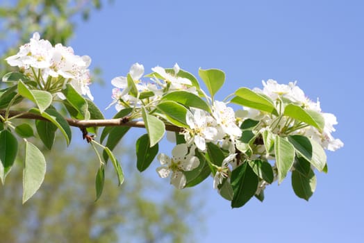 Branches of a blossoming apple-tree against the blue sky 