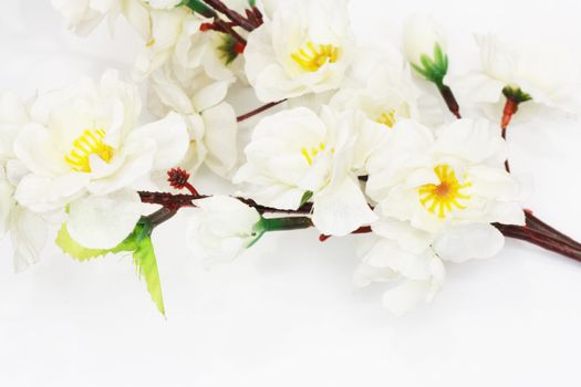 Cherry blossom ,sakura flower, isolated on white background 