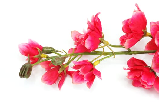 Cherry blossom ,sakura flower, isolated on white background 