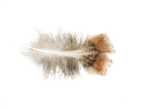 pen on a white background