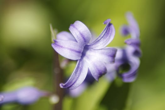 The bellflowers close up. 