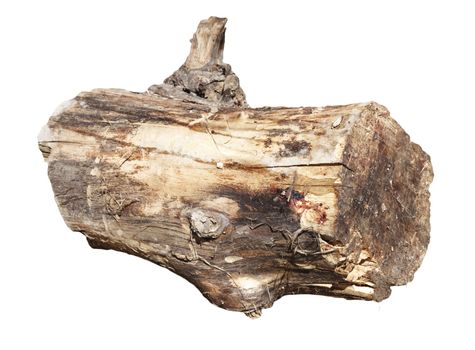 log on white, shallow depth of field 