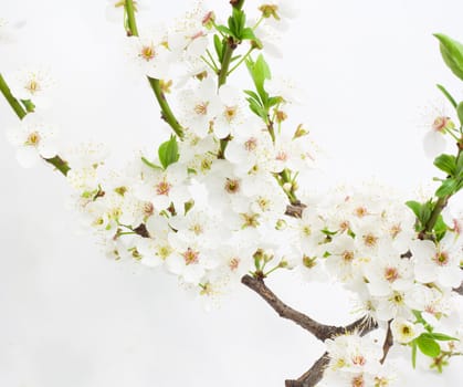 Flowers of cherry - isolated over white 