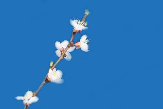 apple flowers on a blue background