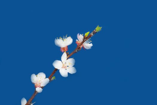 apple flowers on a blue background