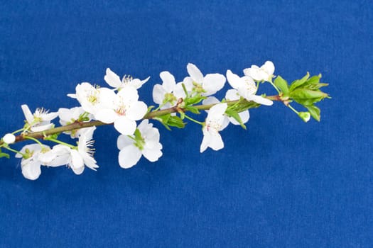 apple flowers on a blue background