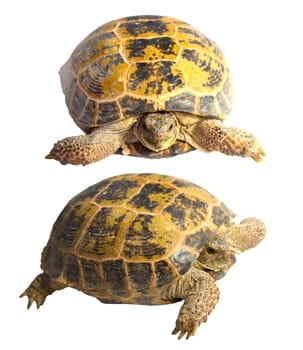 two turtles on a white background