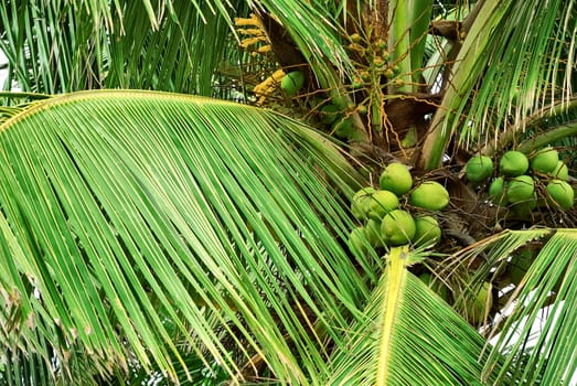 tall coconut palm tree with green coconuts on the island