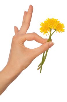 woman holding a few yellow dandelions in the hand