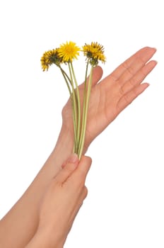 woman holding a few yellow dandelions in the hand