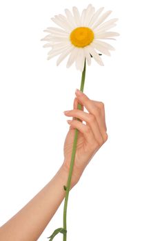 woman holding big white daisy in the hand