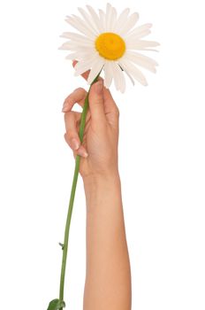 woman holding big white daisy in the hand