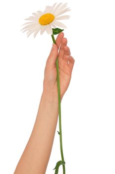 woman holding big white daisy in the hand