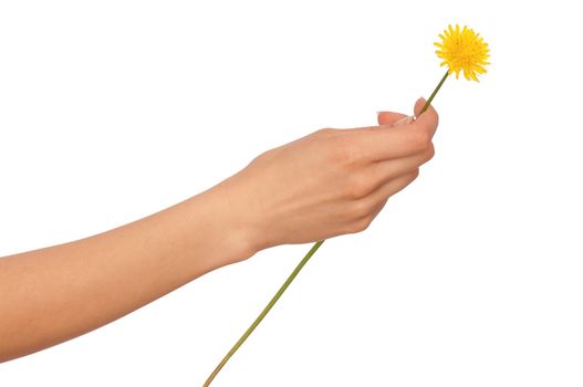 woman holding yellow dandelion in the hand