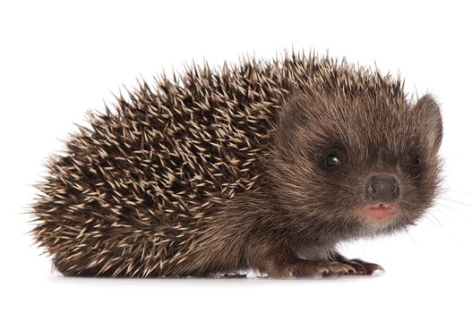 small grey prickly hedgehog looks at me