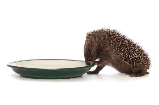 small grey prickly hedgehog gathering to drink milk from the plate