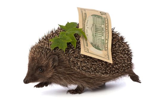 The hedgehog in motion hastens home from the bank carrying percent ten dollars profit