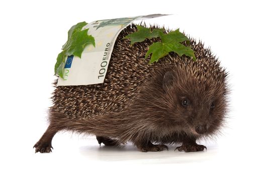 The hedgehog in motion hastens home from the bank carrying percent houndred euro profit