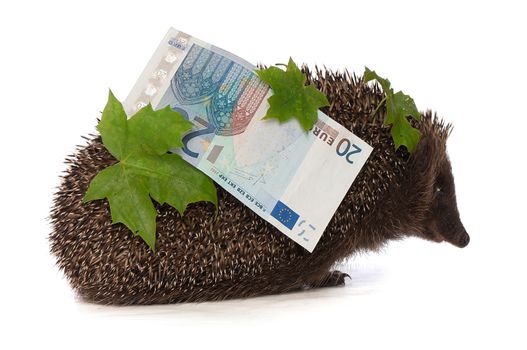 The hedgehog in motion hastens home from the bank carrying percent twenty euro profit