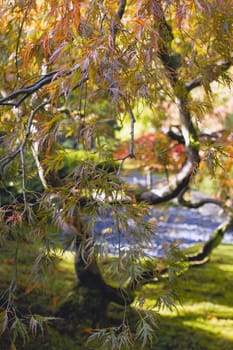 Japanese Cut Lace Leaf Red Maple Tree In Autumn Closeup