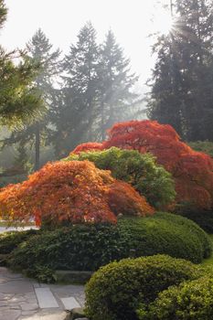 Japanese Garden with Lace Leaf Maple Trees and Shrubs Bathed in Sunlight in Fall Season